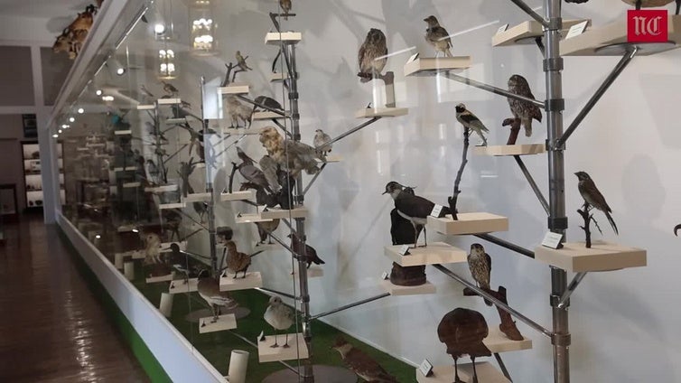 La impresionante colección del Museo de Ciencias Naturales de Valladolid