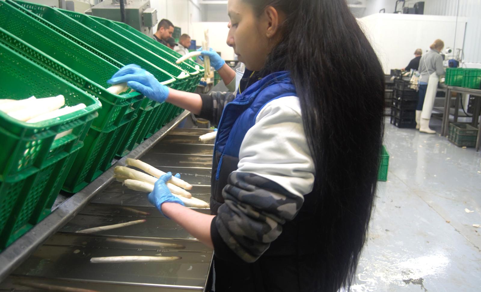 Una trabajadora selecciona los espárragos en la fábrica de Tudela.