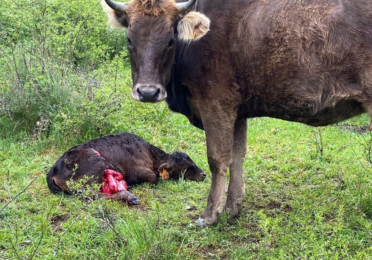 Ganado atacado por los lobos en la Montaña Palentina.