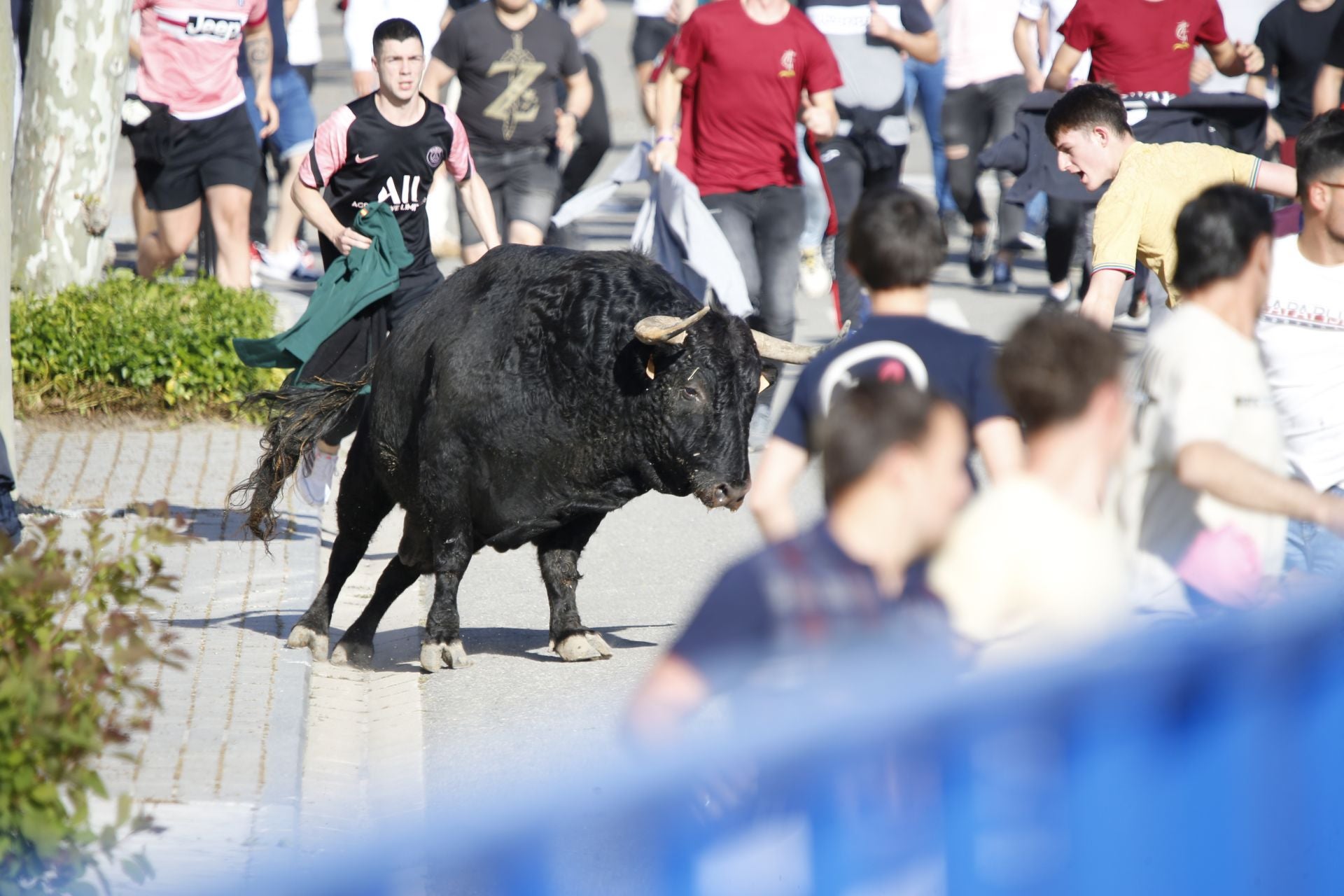 Las imágenes del toro de Villazgo en Aldeamayor