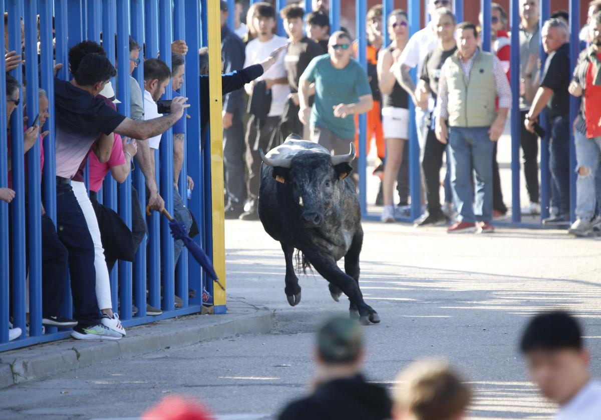 Las imágenes del toro de Villazgo en Aldeamayor