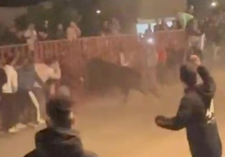 El toro mete la cabeza entre los barrotes y alcanza al joven.