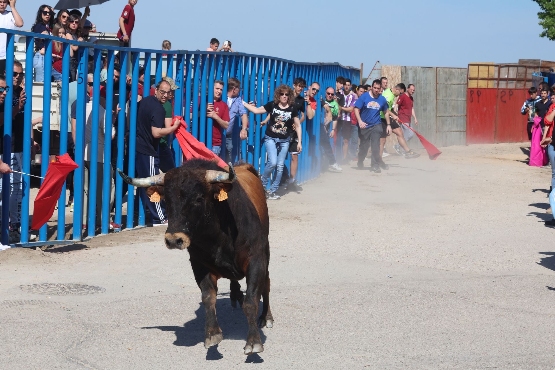 Encierro matutino del domingo en Aldeamayor de San Martín