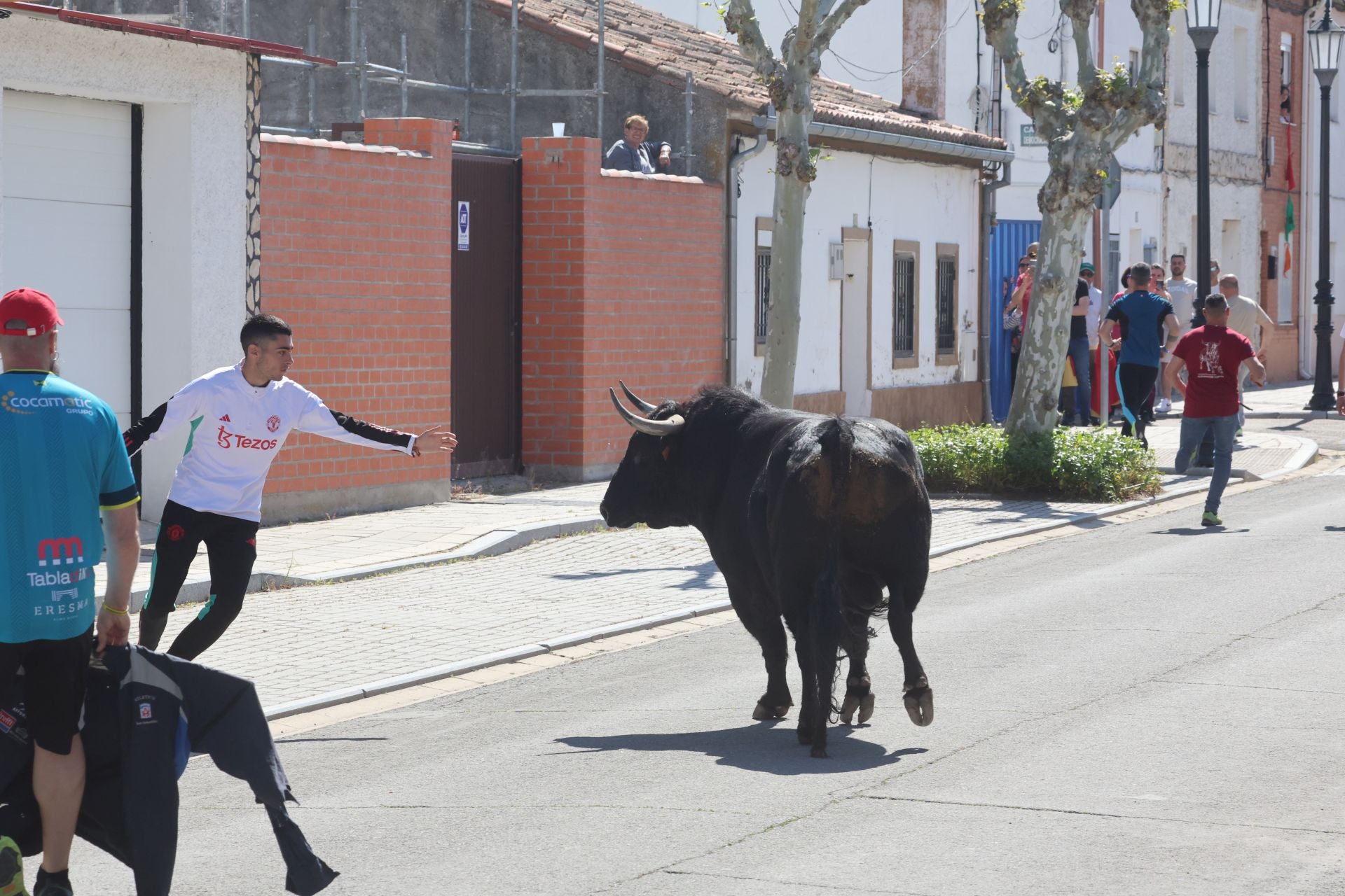Encierro matutino del domingo en Aldeamayor de San Martín