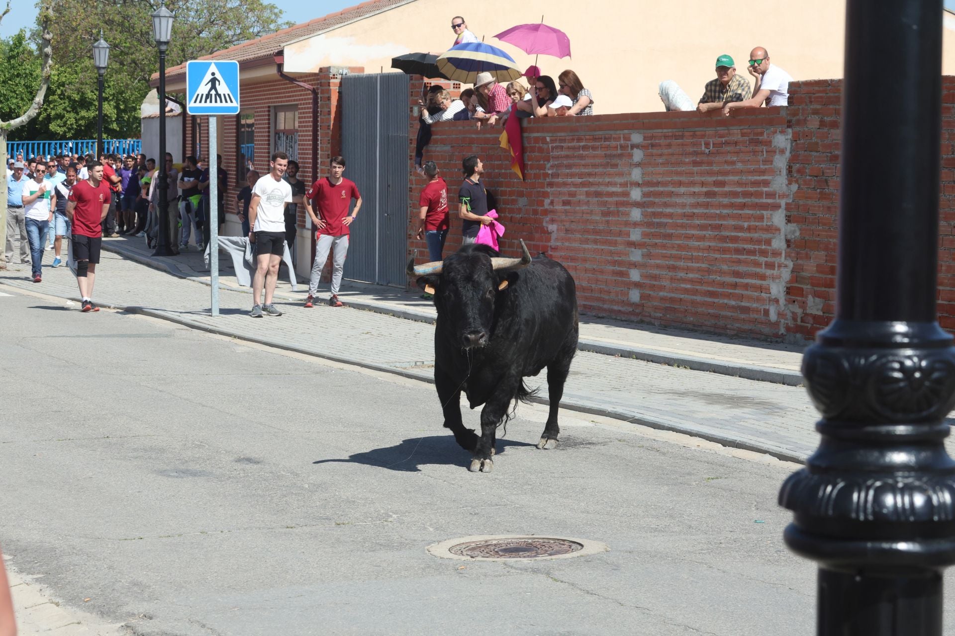 Encierro matutino del domingo en Aldeamayor de San Martín