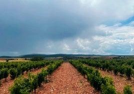 Viñedo de la Denominación de Origen Ribera del Duero