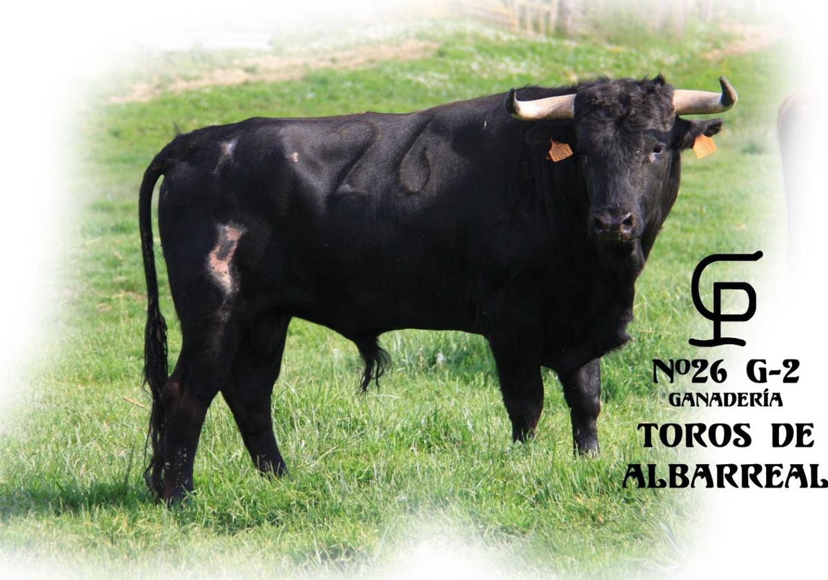 Imagen principal - Tres de los seis novillos que participarán en los Toros de Mayo.