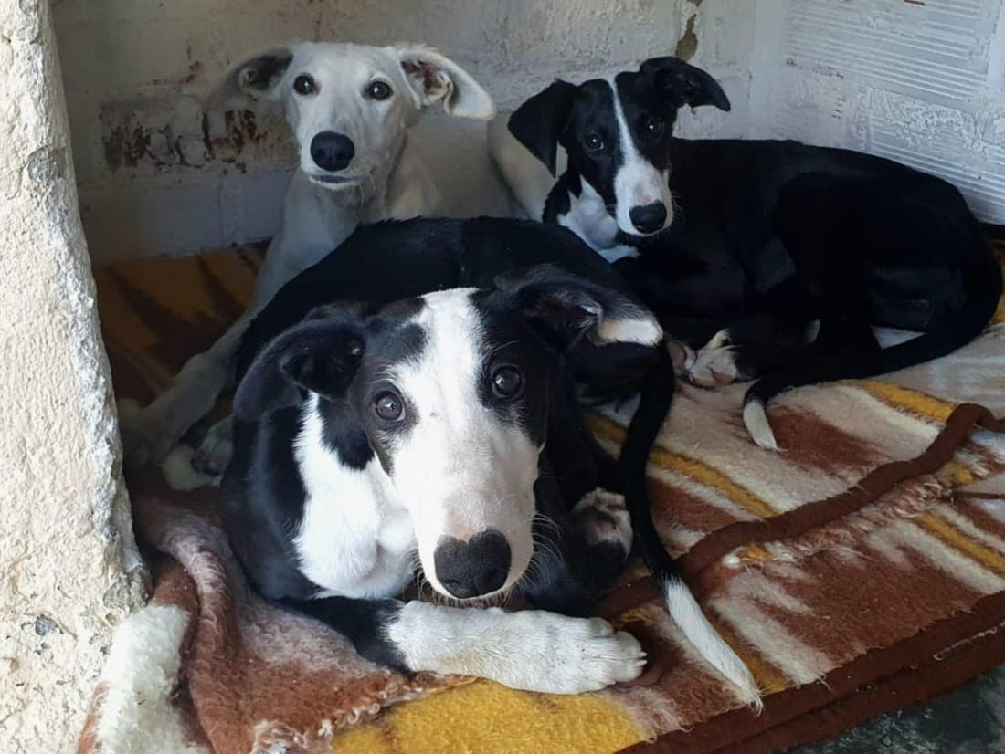 Galgas que han sido robadas de la protectora de animales de Segovia.