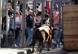 La suelta de toros de Nava del Rey, en imágenes