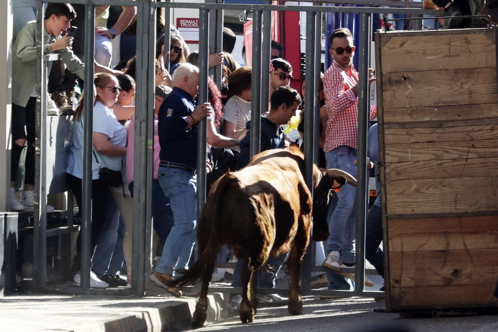 La suelta de toros de Nava del Rey, en imágenes