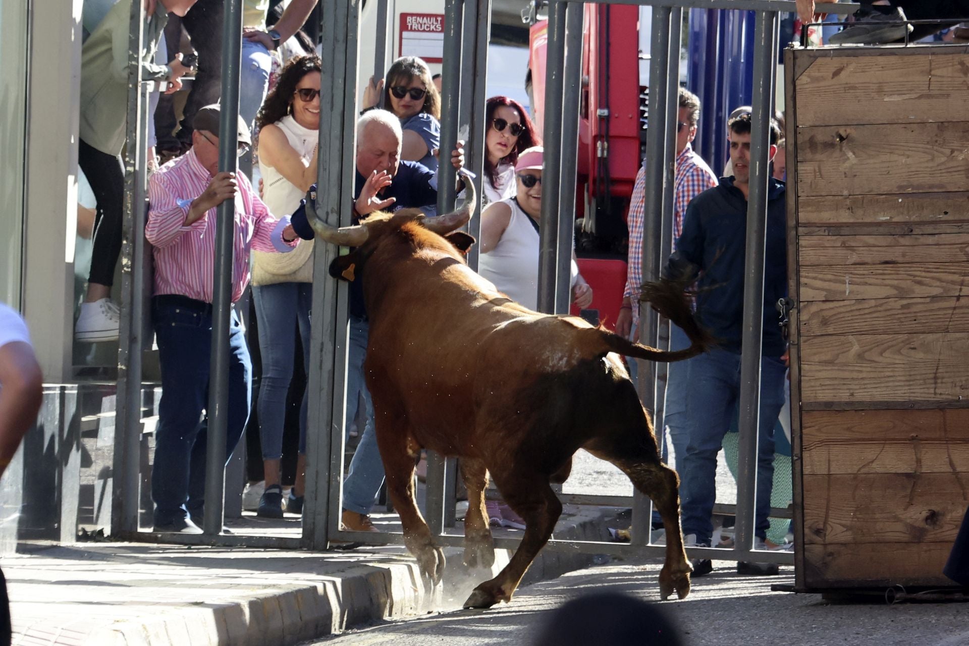 La suelta de toros de Nava del Rey, en imágenes