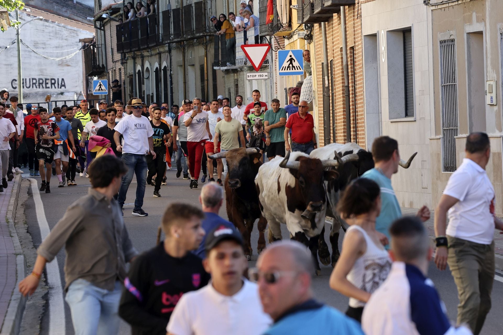 La suelta de toros de Nava del Rey, en imágenes