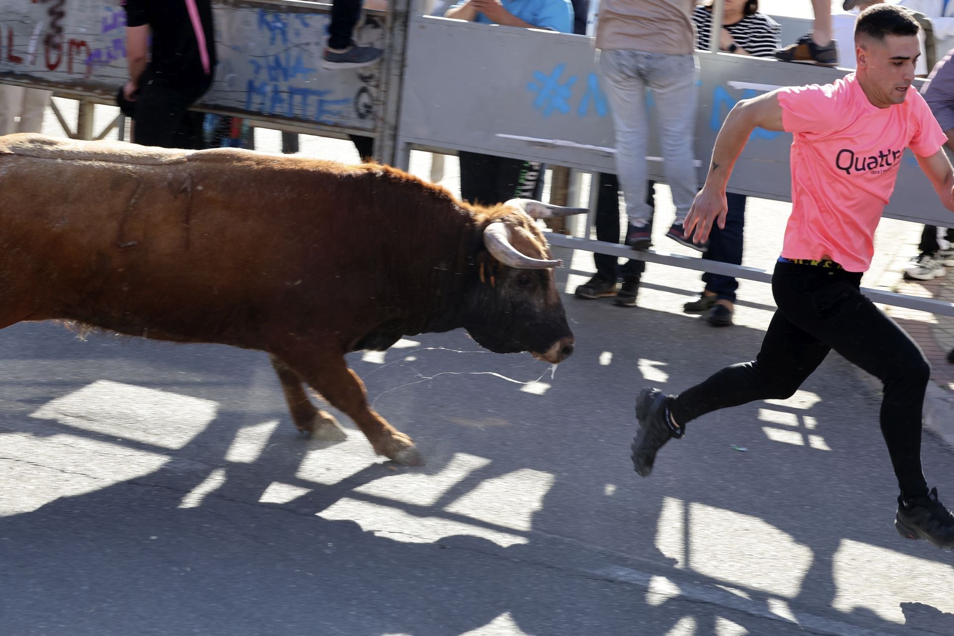 La suelta de toros de Nava del Rey, en imágenes