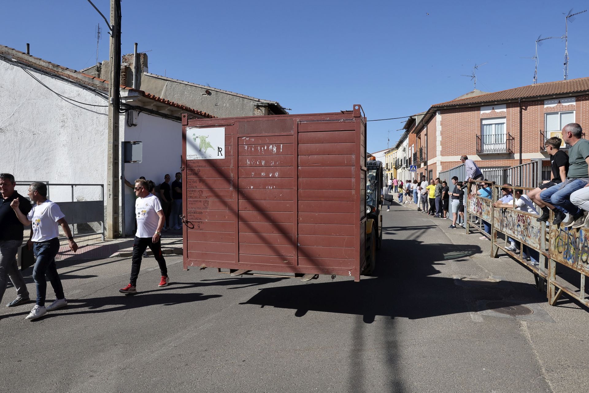 La suelta de toros de Nava del Rey, en imágenes