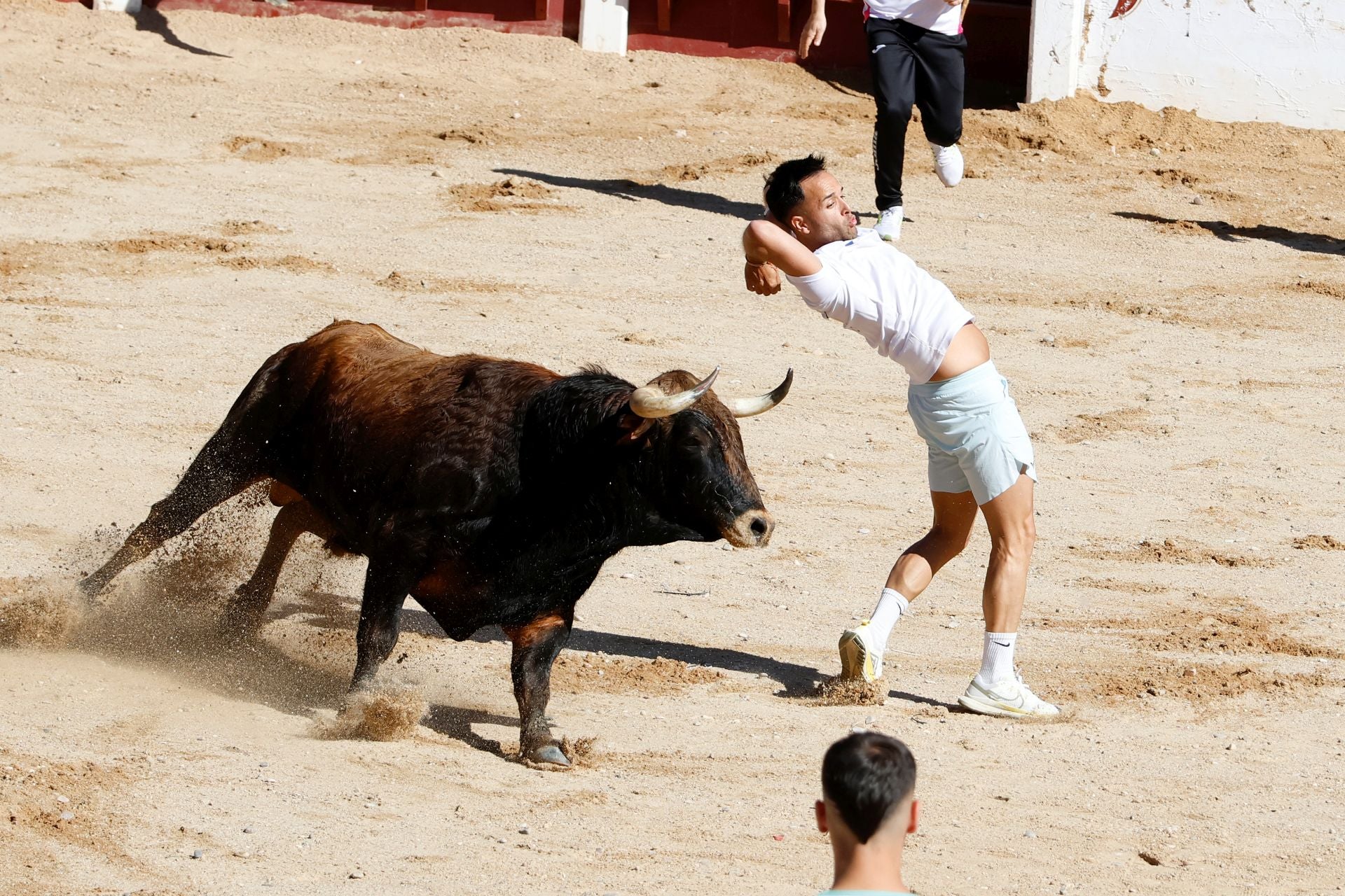 El encierro y la capea de Peñafiel, en imágenes