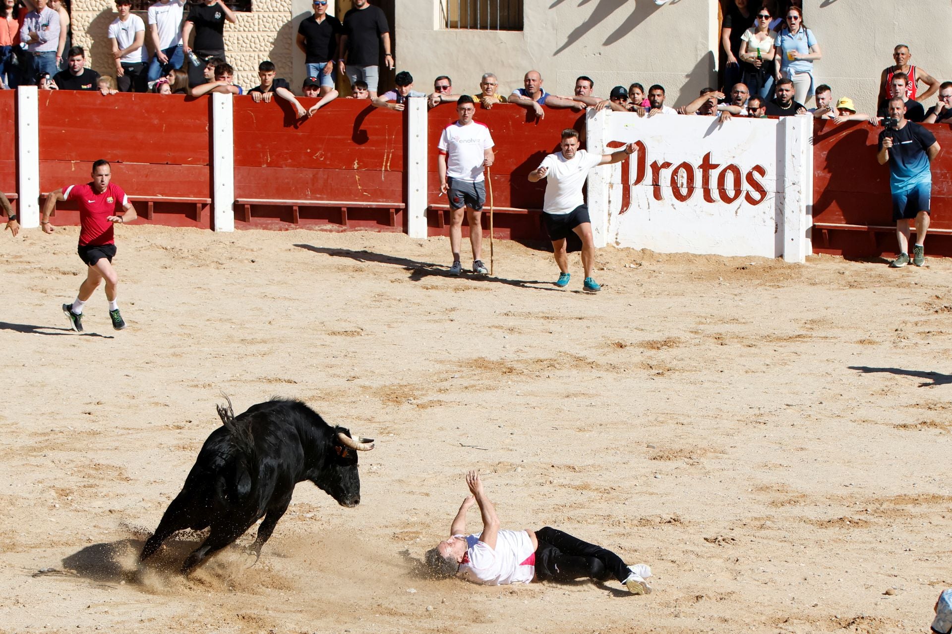 El encierro y la capea de Peñafiel, en imágenes