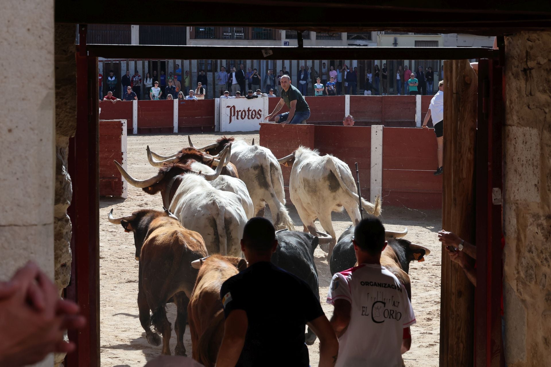 Las imágenes del encierro y capea de este domingo en Peñafiel