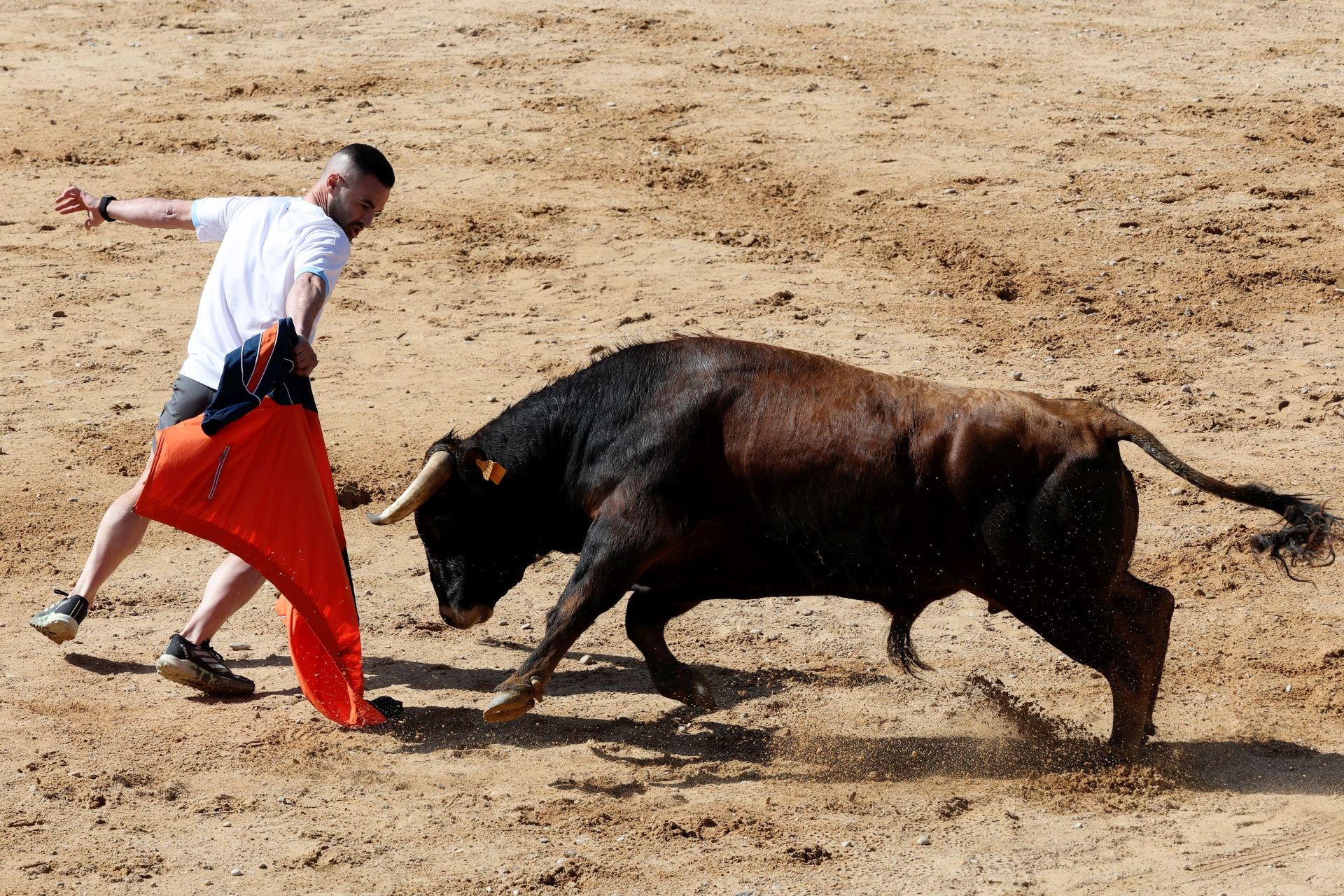 Las imágenes del encierro y capea de este domingo en Peñafiel
