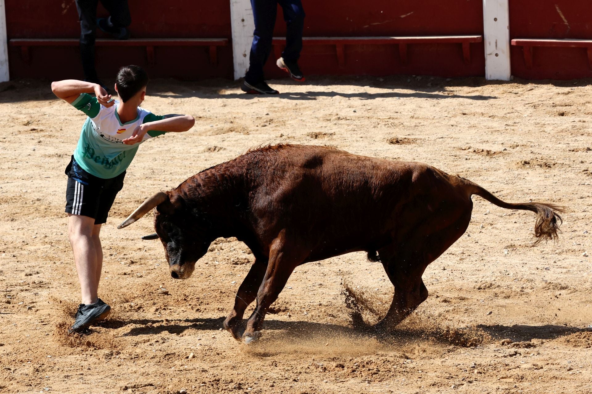 Las imágenes del encierro y capea de este domingo en Peñafiel