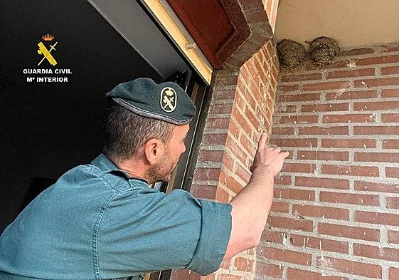 Un agente señala unos nidos de avión común.