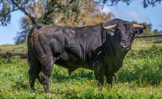 Carterista, de El Parralejo.