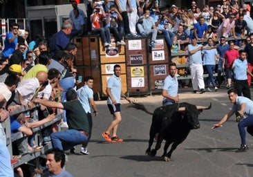 Estos son los siete astados que se soltarán en el Congreso de Toro de Cajón de Medina