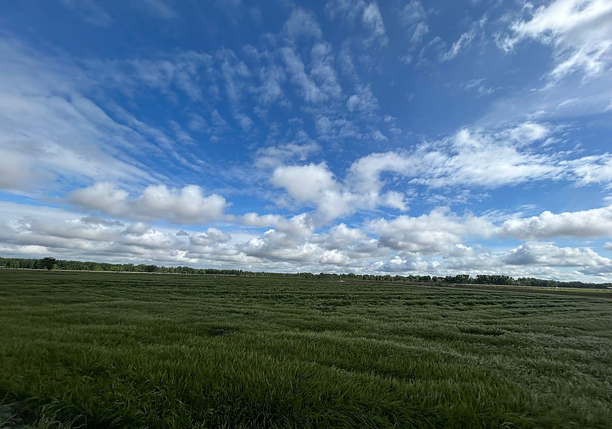 Parcela sembrada de cereal