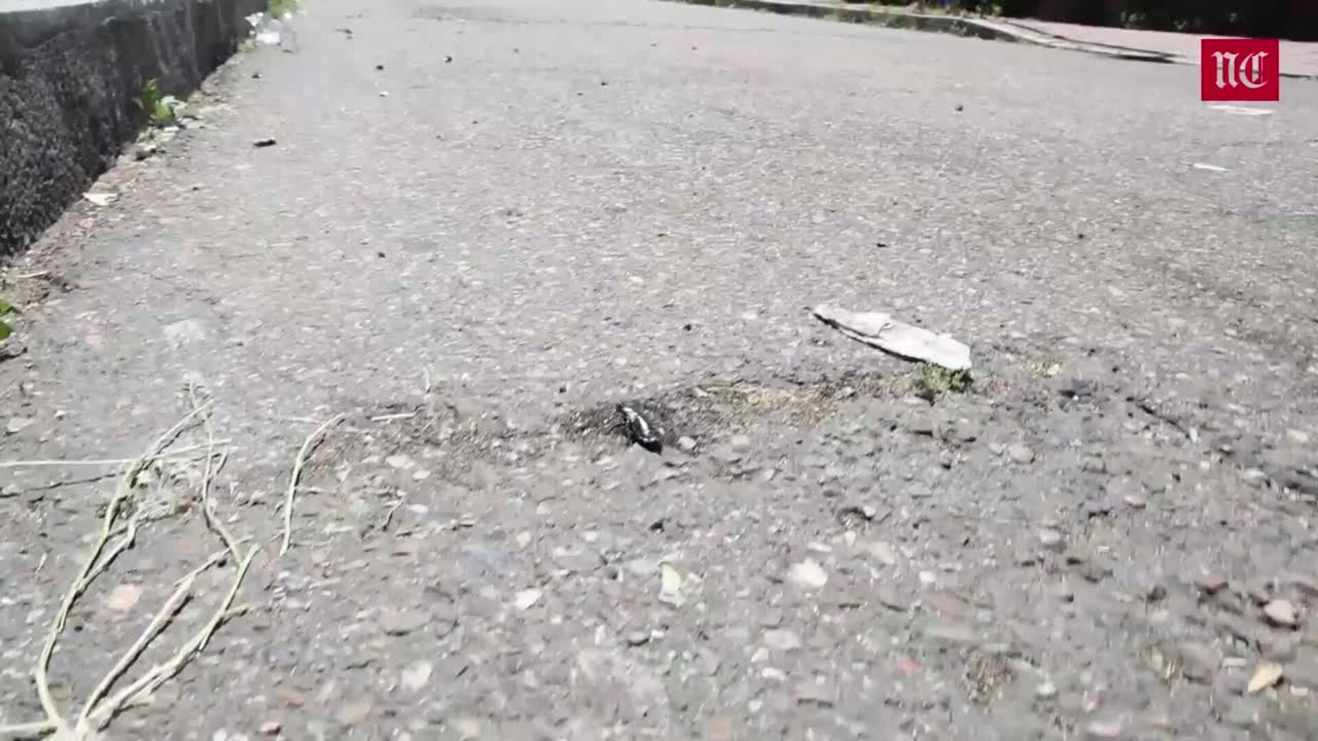 La plaga de cucarachas de la calle Selva