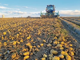 Arranque de patata en un explotación de Castilla y Léon.