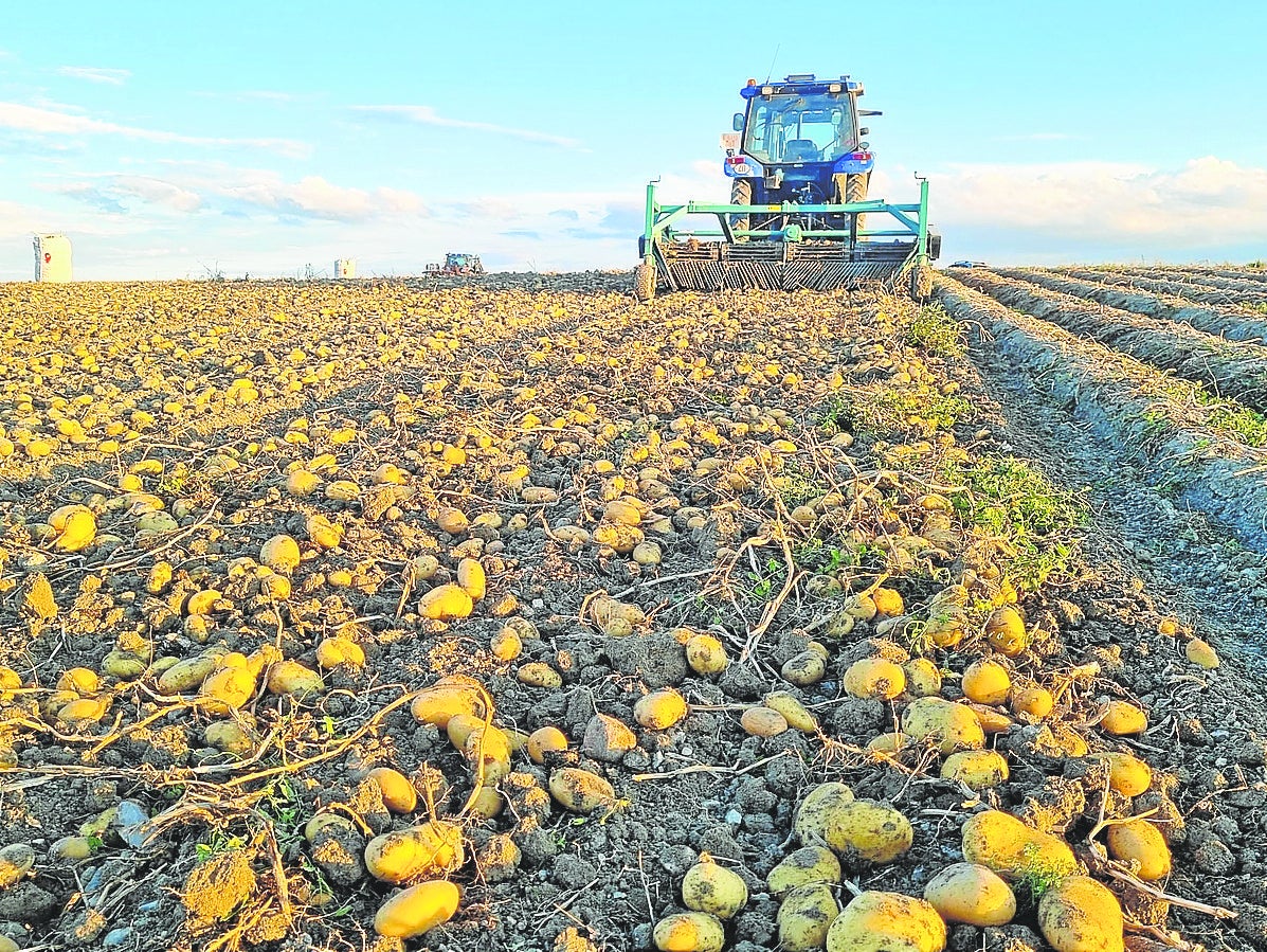 Arranque de patata en un explotación de Castilla y Léon.