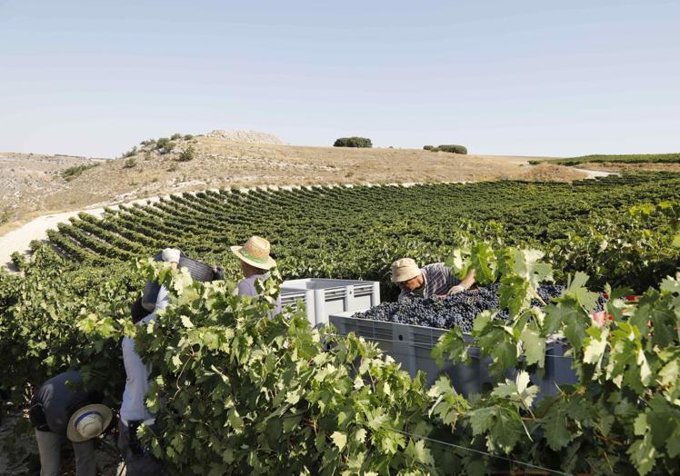 Labores de vendimia en Castrillo de Duero.