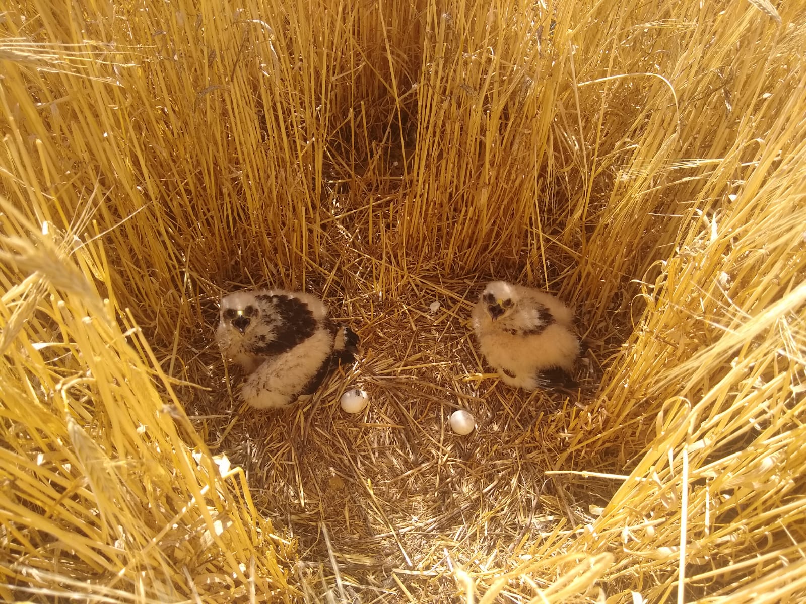 En defensa del aguilucho ibérico