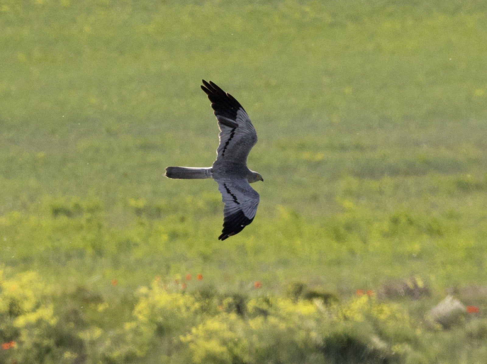 En defensa del aguilucho ibérico