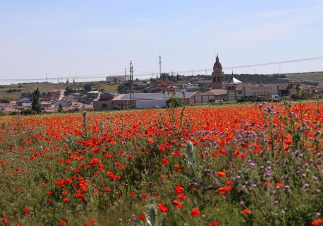 Campo de amapolas, junto a la localidad de Rueda.