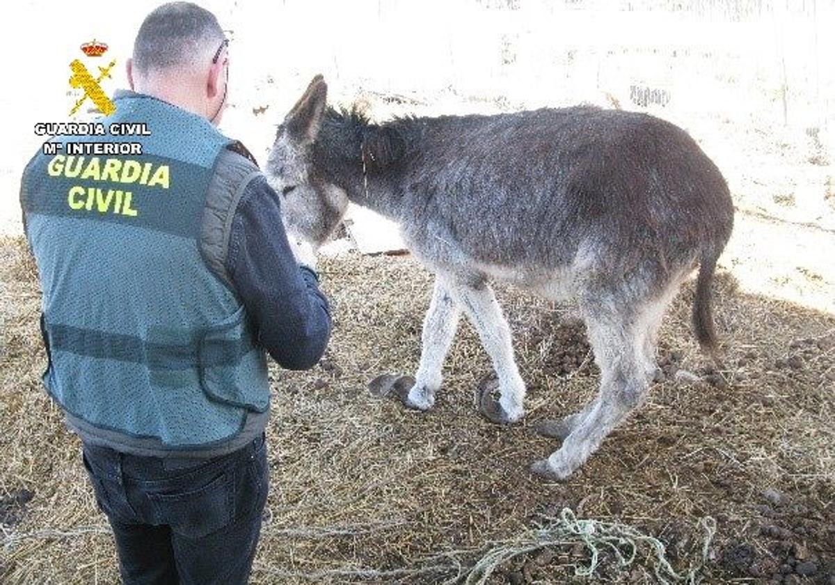 Tenía un asno abandonado con los cascos tan crecidos que no podía mantenerse en pie
