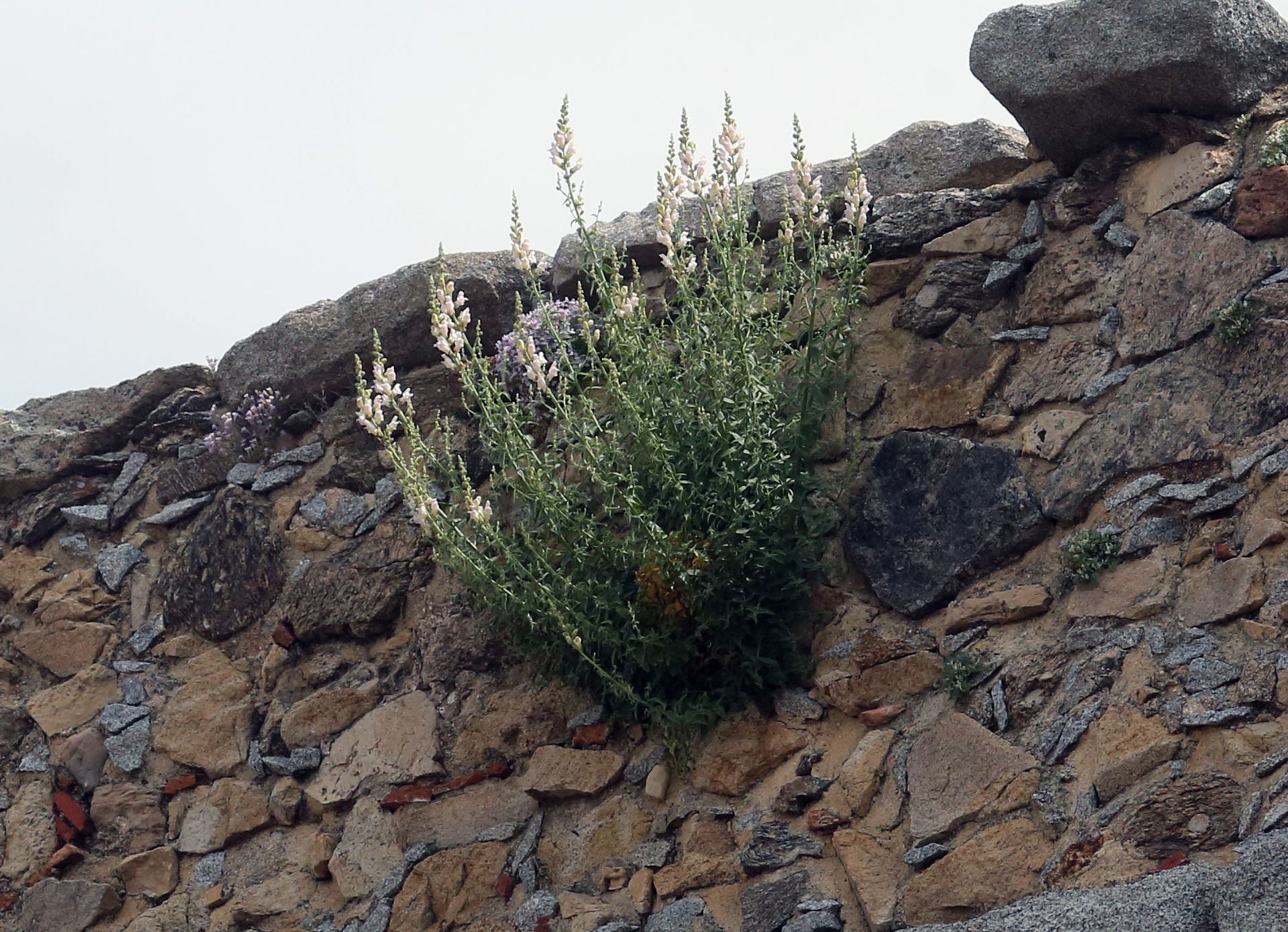 Fotos de la vegetación que crece en el Acueducto de Segovia