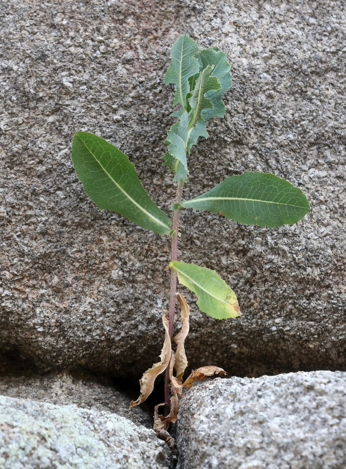 Fotos de la vegetación que crece en el Acueducto de Segovia
