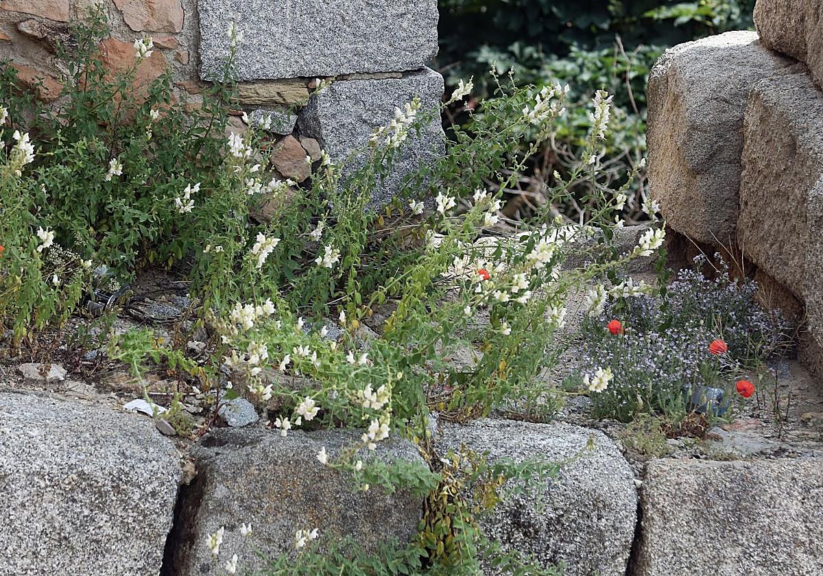 Fotos de la vegetación que crece en el Acueducto de Segovia