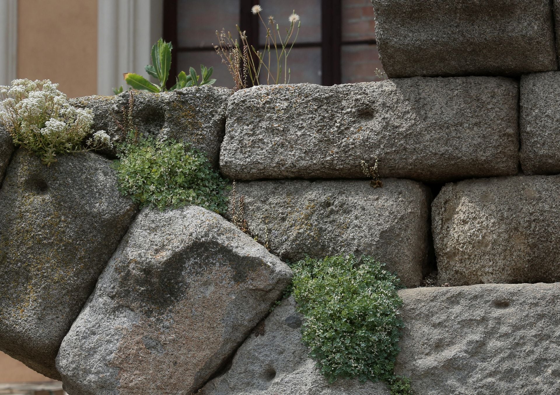 Fotos de la vegetación que crece en el Acueducto de Segovia