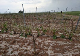 Viñedo afectado por el granizo en una parcela situada en la Ribera del Duero.