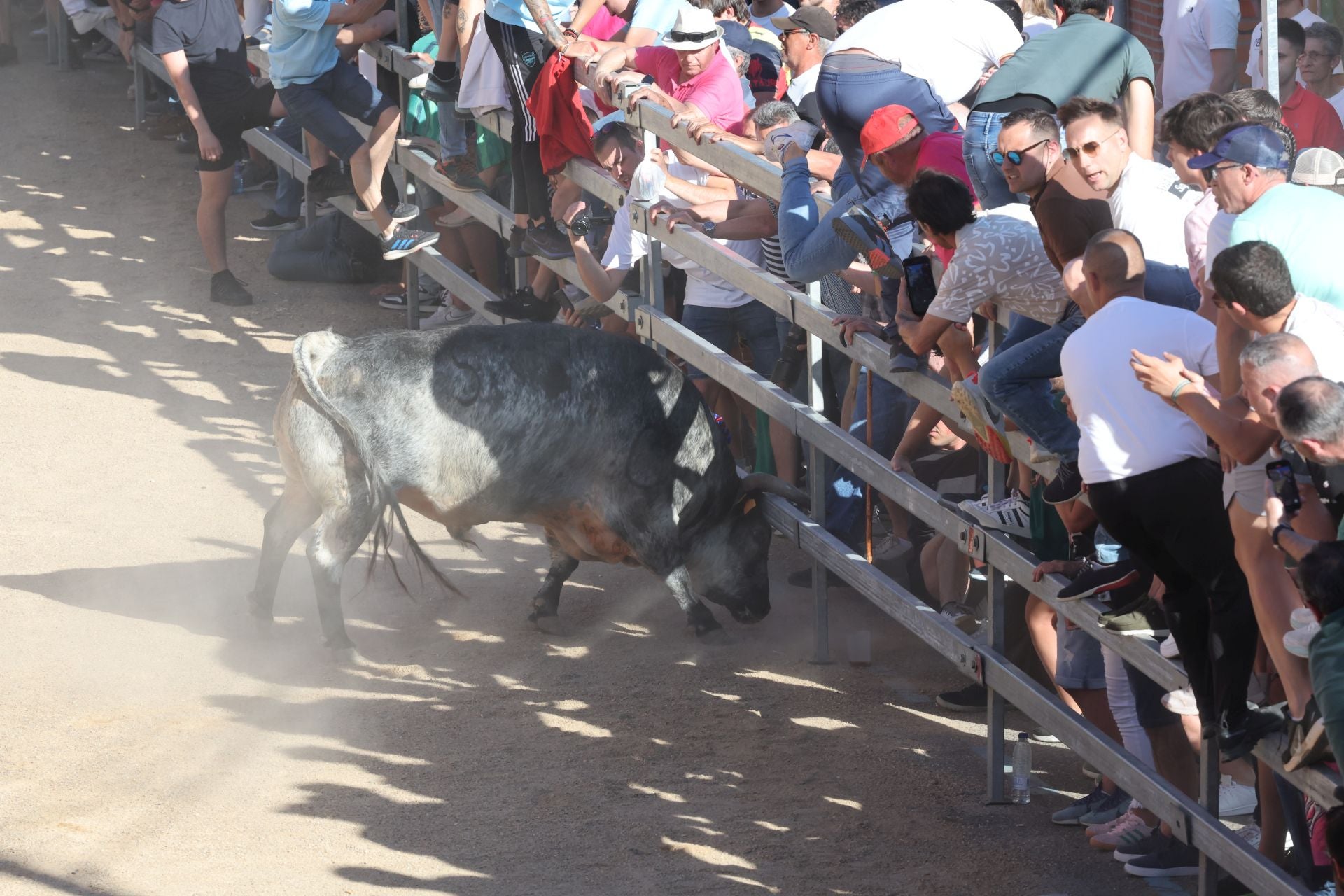 Las imágenes de la fiesta taurina en Medina del Campo