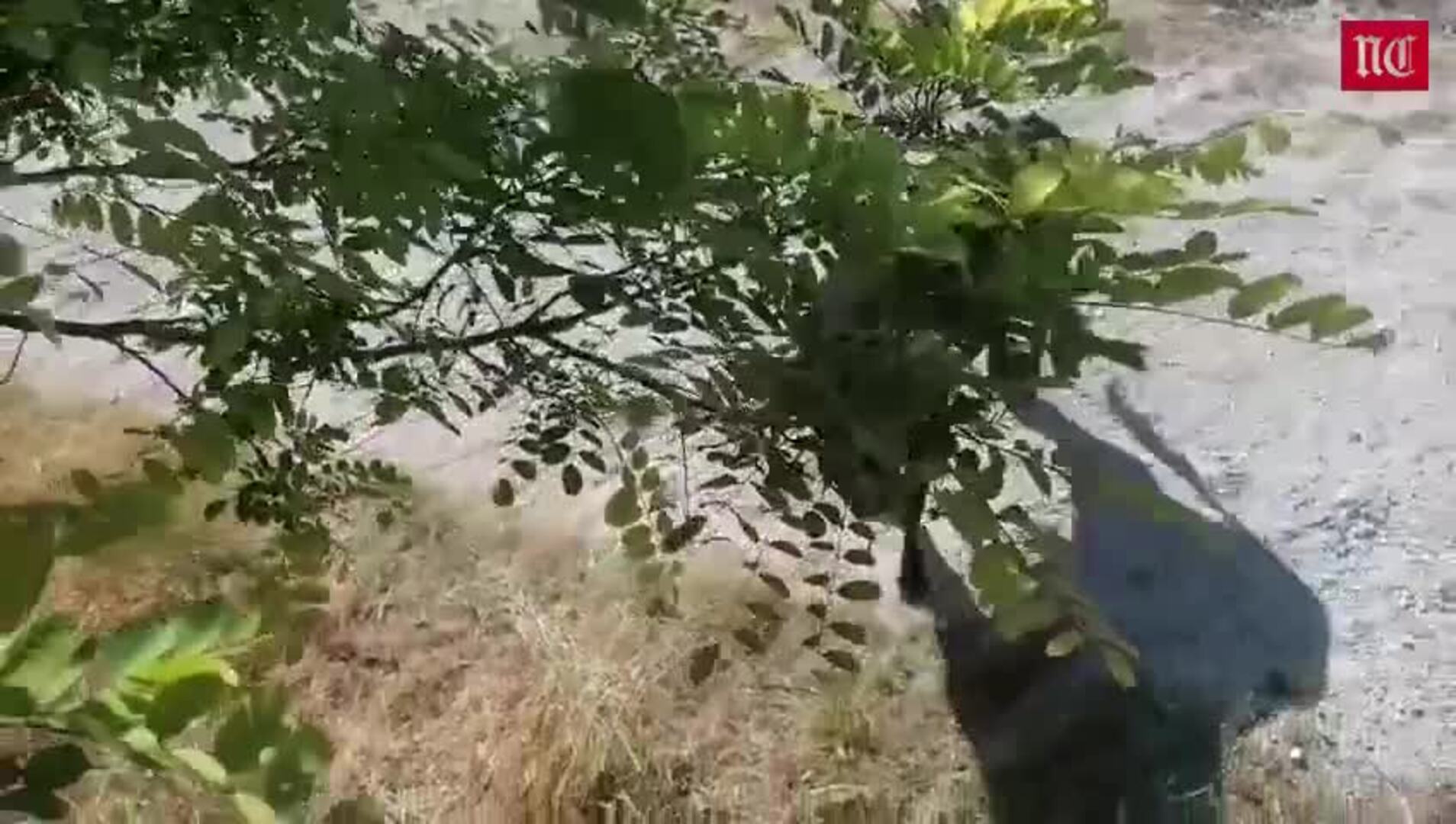 Encierro mixto del sábado por la mañana en La Parrilla