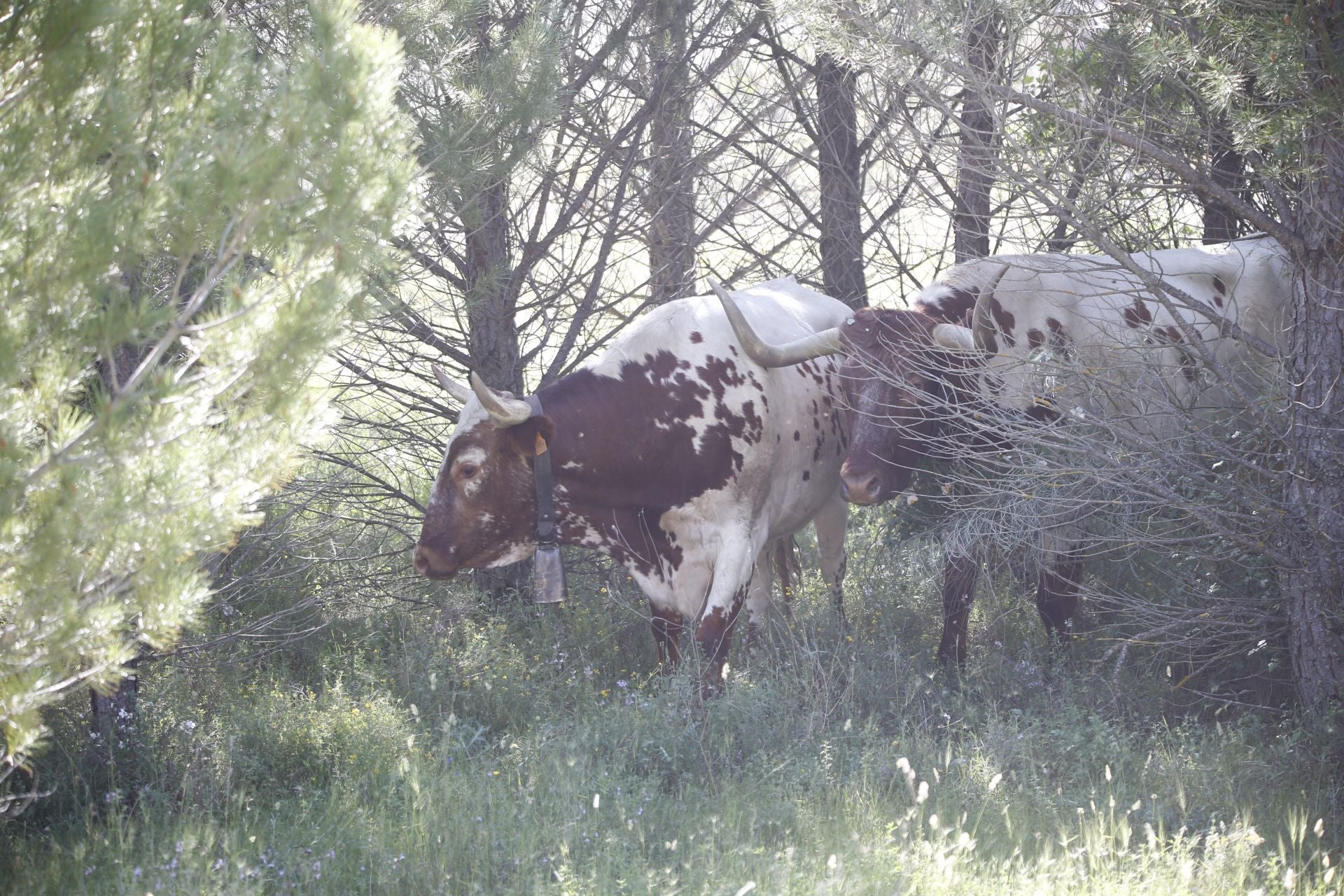 El encierro de La Parrilla, en imágenes