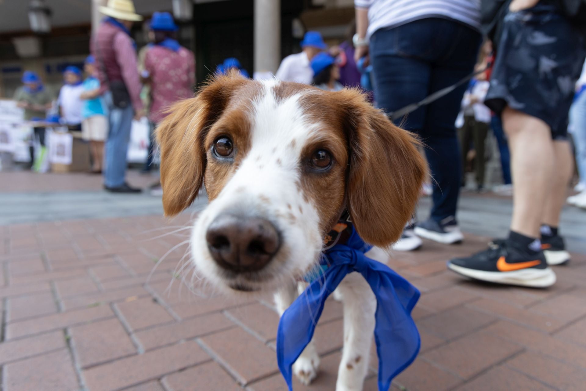 La protesta de los veterinarios, en imágenes