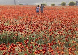 Hay un campo de amapolas