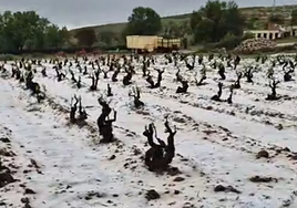 Viñedo de Fuentenebro tras una granizada a mediados de mayo.