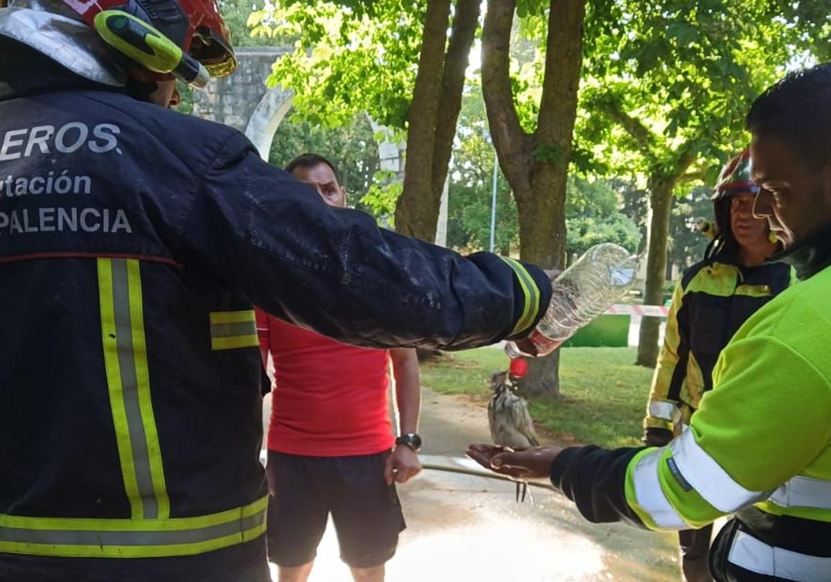 Arde el zoo de las aves ubicado en el parque municipal de Herrera