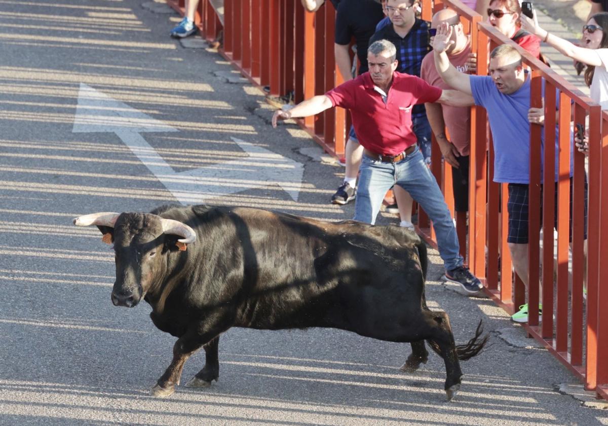 Segundo encierro de las fiestas de La Flecha.