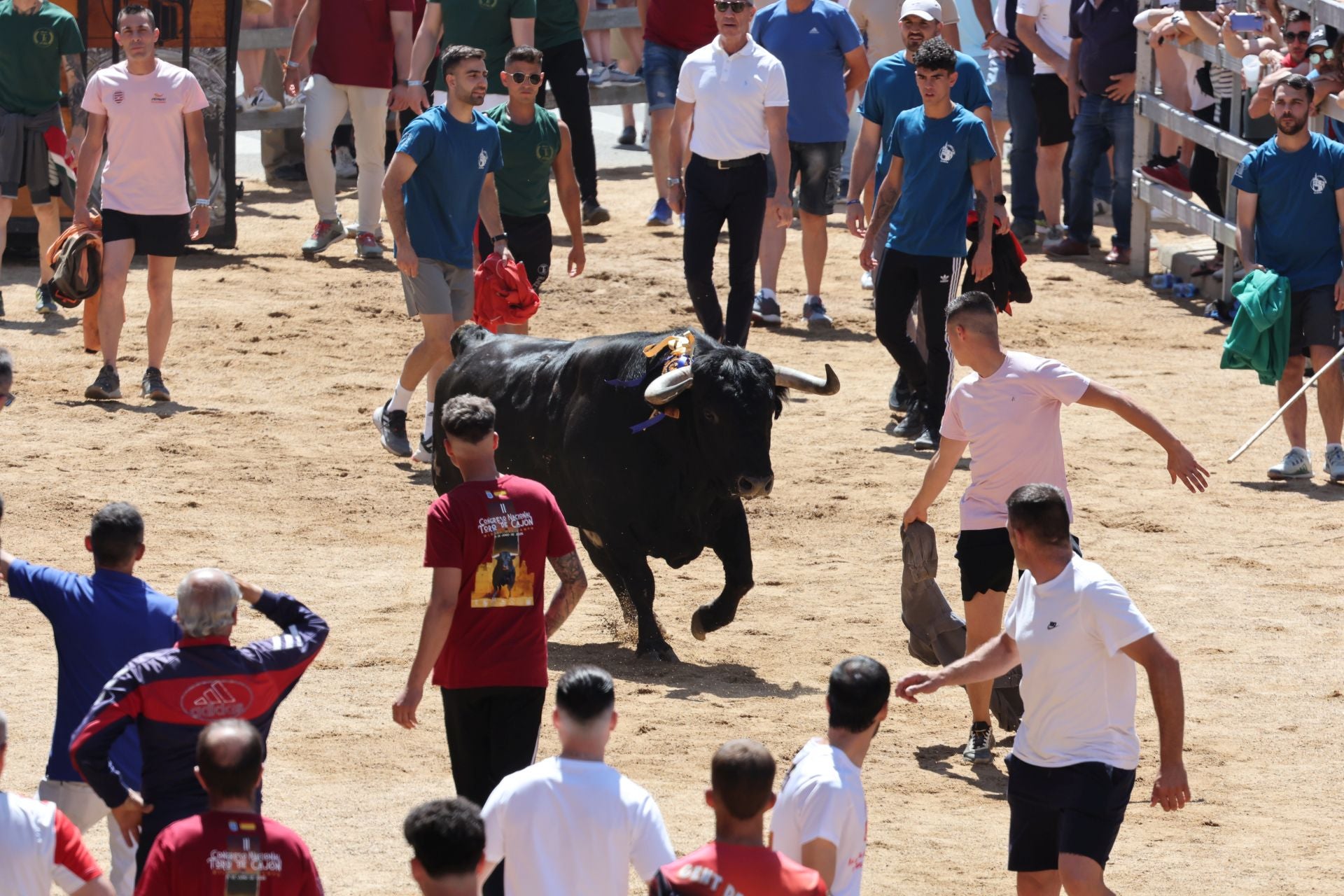 El Congreso Nacional de Toro de Cajón de Medina, en imágenes