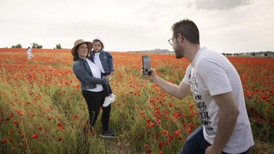 El campo de amapolas de Valladolid se convierte en el foco de las cámaras.